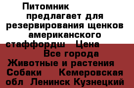 Питомник KURAT GRAD предлагает для резервирования щенков американского стаффордш › Цена ­ 25 000 - Все города Животные и растения » Собаки   . Кемеровская обл.,Ленинск-Кузнецкий г.